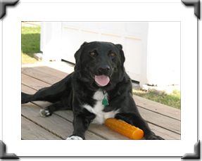 safe at home with the pet sitter