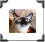 cat care in your home